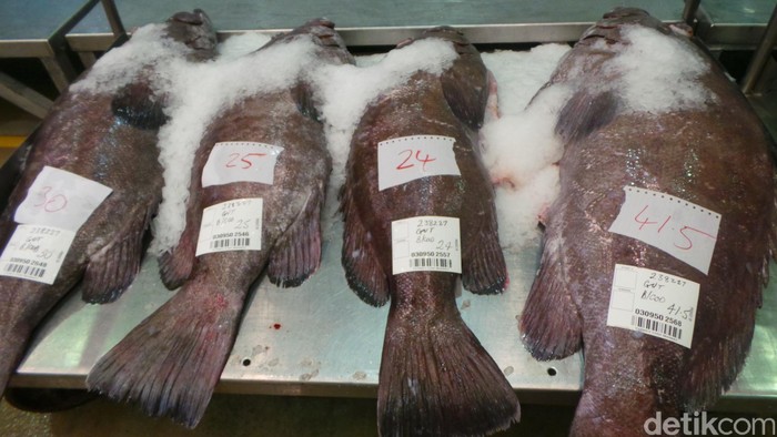 Ini Cara Sampling dan Grading Ikan Besar di Sydney Fish Market