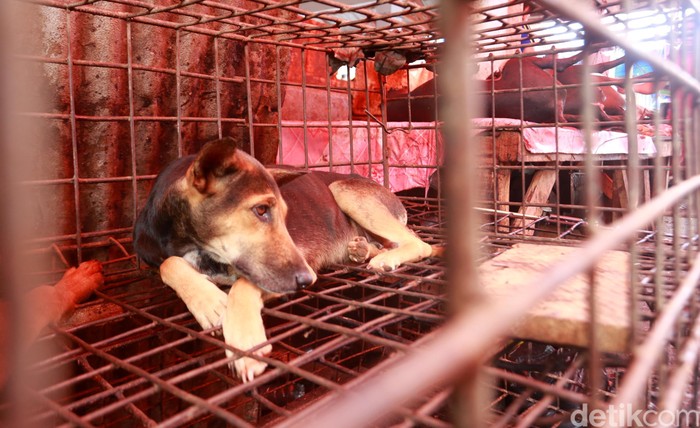 Penganiayaan Anjing  di Bali Ada Mitos Daging Anjing  Lebih 