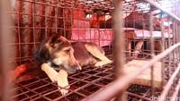 Mulai dari anjing, kucing, ular hingga kelelawar (Reno/detikcom)