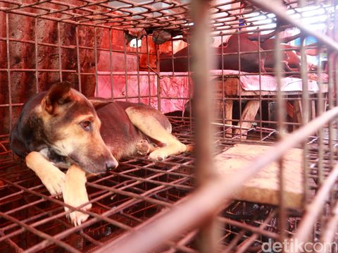 Konsumsi Anjing Sudah Tradisi di Tomohon, Perlukah Perubahan?