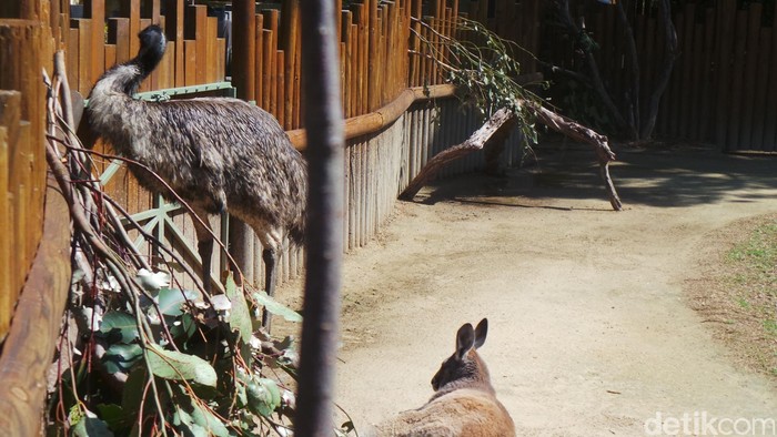 Belajar Move On dari Kanguru dan Emu di Kebun Binatang Taronga Sydney