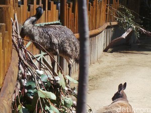 Belajar Move On dari Kanguru dan Emu di Kebun Binatang Taronga Sydney