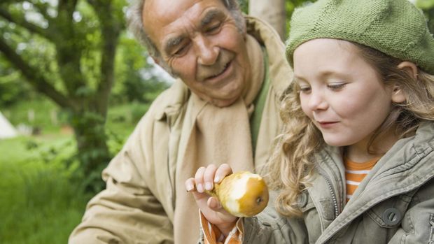 Buah pir memiliki manfaat antara lain mengandung banyak vitamin dan mengurangi risiko penyakit jantung.