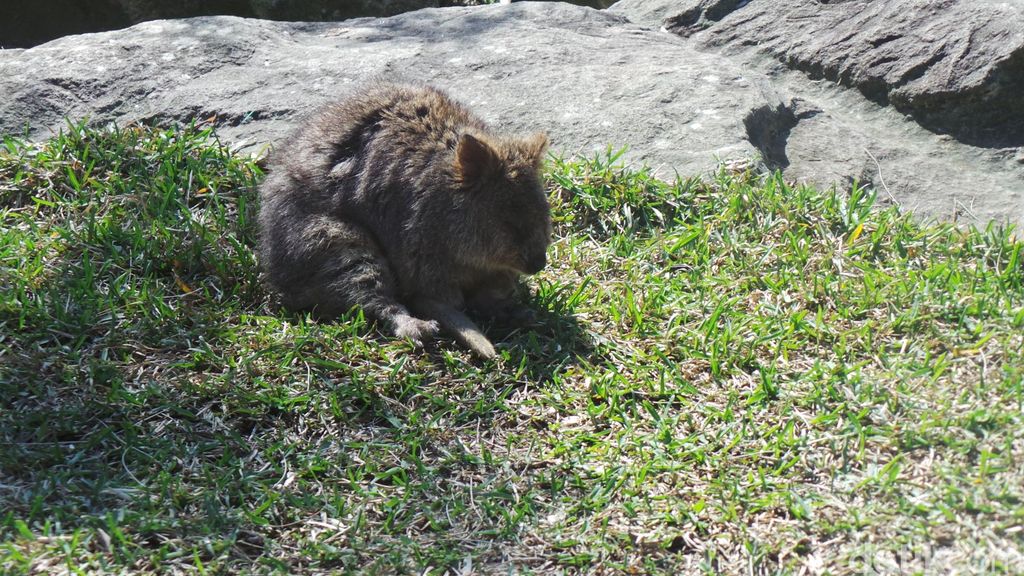 Belajar Move On dari Kanguru dan Emu  di Kebun Binatang  