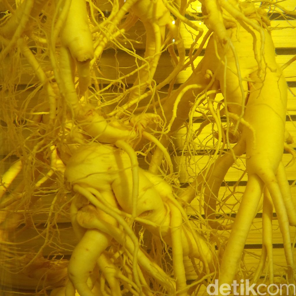 Koleksi gingseng di Gingseng Outlet di kawasan Chongya, Seoul
