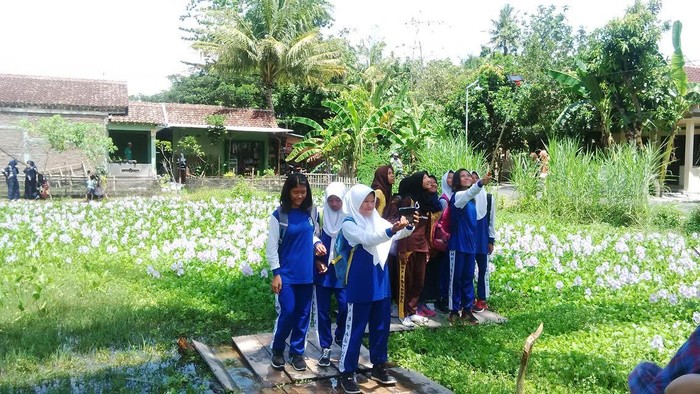 Ssst! Disediakan Tempat Khusus untuk Selfie Bareng Bunga Eceng Gondok di Bantul