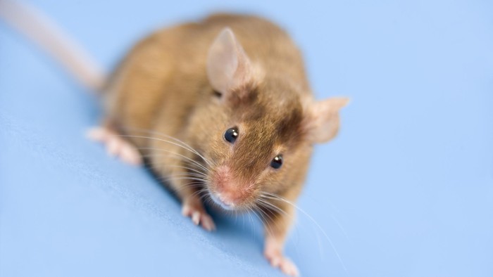 Seekor tikus