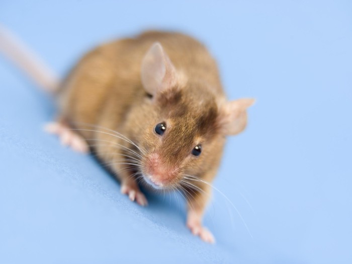 Tikus Seekor tikus