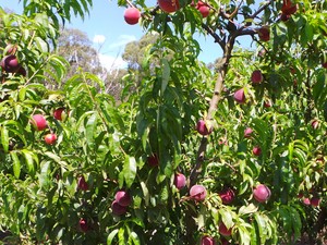 Asyiknya Wisata Petik Buah di Yarra Valley, Australia