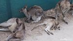 Lebih Dekat dengan Koala & Kanguru di Melbourne