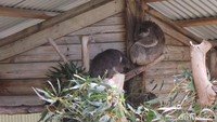 Koala di Maru Koala & Animal Park yang terletak di 1650 Bass Highway, Grantville, Victoria Selatan. Dua hewan yang paling ingin ditemui wisatawan yang ke sini adalah koala dan kanguru (Rita/detikTravel)