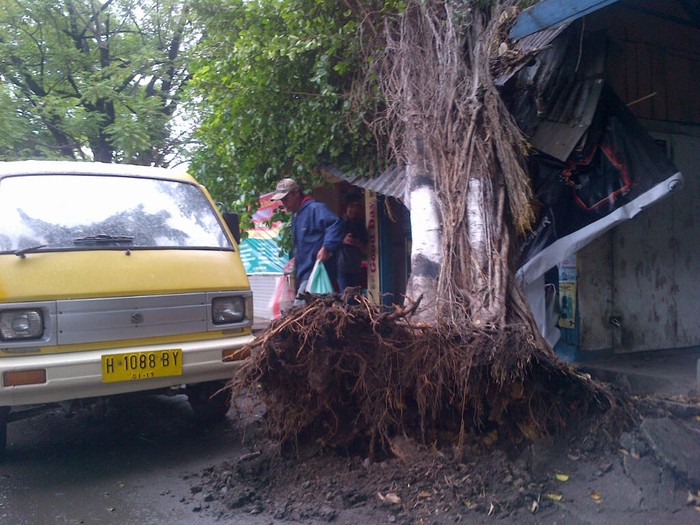 Brakk! Pohon Beringin di Semarang Tumbang Timpa Warung