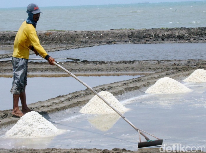 petani garam pantura. dikhy sasra/ilustrasi/detikfoto