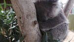 Lebih Dekat dengan Koala & Kanguru di Melbourne