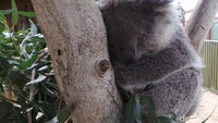 Sebagai hewan nokturnal, koala sering tidur saat siang hari. Wisatawan bisa memotret dan mengelus punggung hewan ini. Eits, asal jangan menyentuh kepalanya ya. Karena koala bisa kaget saat disentuh kepalanya (Rita/detikTravel)