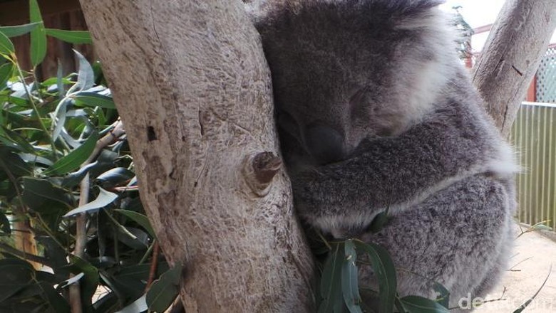 5200 Gambar Hewan Kangguru Dan Koala Terbaru