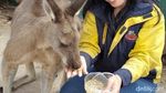 Lebih Dekat dengan Koala & Kanguru di Melbourne