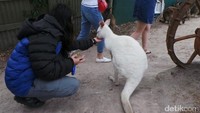 Yang satu ini adalah kanguru albino. Seperti namanya, warna kanguru ini tak seperti kanguru kebanyakan. Malah terlihat seperti kelinci besar karena berwarna putih. Lucu! (Rita/detikTravel)