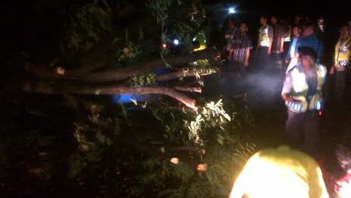 Pohon Tumbang Lumpuhkan Jalur Pantura Situbondo