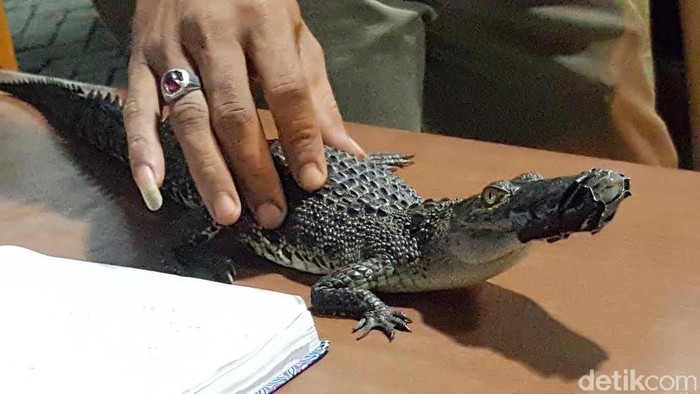 Seekor anak buaya ditemukan warga di Sungai Asemrowo, Surabaya. Buaya jenis muara yang berukuran panjang Z0 Cm ini diserahkan ke Markas Satpol PP Kota Surabaya.