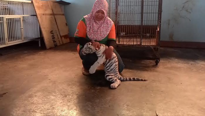 Bayi Harimau Tambah Koleksi Maharani Zoo