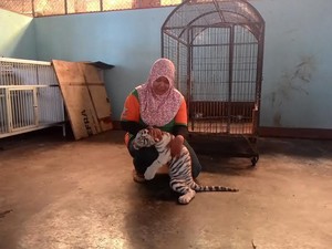 Bayi Harimau Tambah Koleksi Maharani Zoo