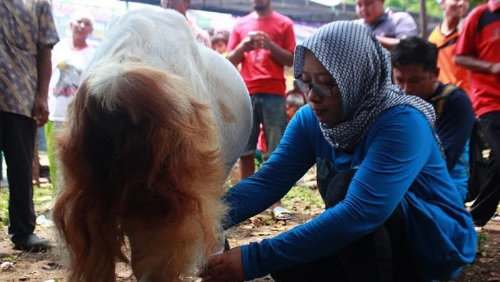Wanita di Banyuwangi Lomba Memerah Susu Peringati Hari Ibu
