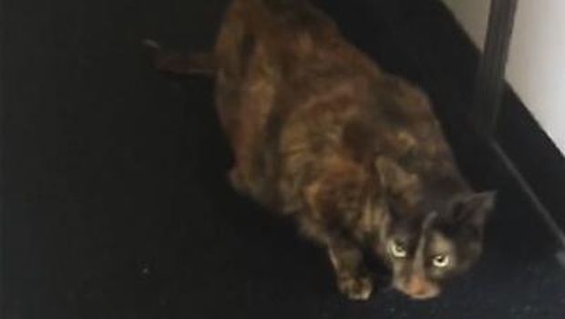 kucing kesasar di pesawat
