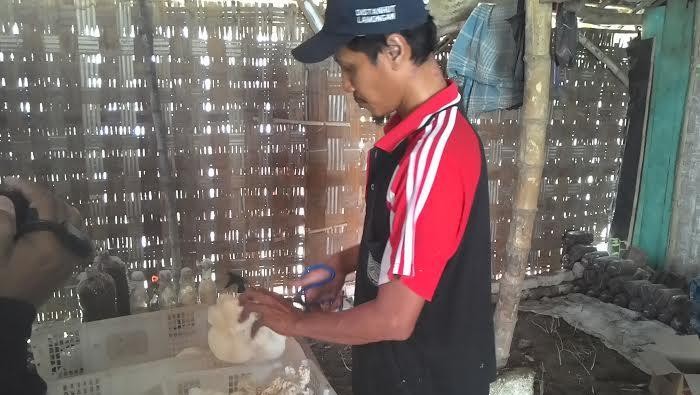 Kelompok Pemuda ini Berhasil Budidaya Jamur Tiram