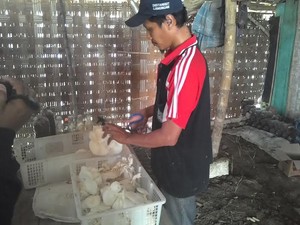 Kelompok Pemuda ini Berhasil Budidaya Jamur Tiram