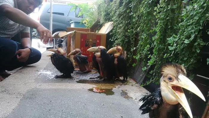 Polisi Selamatkan Tujuh Burung Rangkong yang Dilindungi