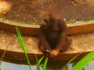 Duh! Sejumlah Hewan Koleksi Kebun Binatang Solo Menjomblo
