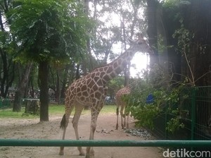 Jerapah Lucu Jadi Primadona di kebun Binatang Ragunan