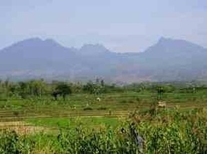 Pesona Gunung Wilis, Destinasi Alam Tersembunyi di Jawa Timur