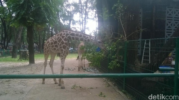 Jerapah Ahok di Kebun Binatang Ragunan