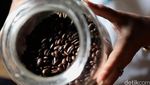 Melihat Produksi Kopi Luwak Liar