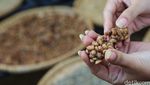 Melihat Produksi Kopi Luwak Liar