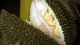 Cerita Bau 2 Ton Durian Tunda Penerbangan Sriwijaya Air