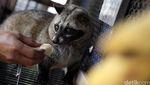 Melihat Produksi Kopi Luwak Liar