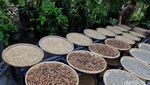 Melihat Produksi Kopi Luwak Liar