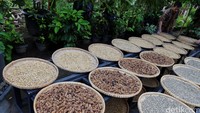 Seorang pekerja menjemur kopi luak alam yang dikumpulkan dari petani di Kampoeng BNI Wisata Borobudur, Magelang, Jawa Tengah Senin (28/12/2015).