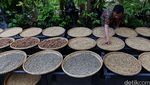 Melihat Produksi Kopi Luwak Liar