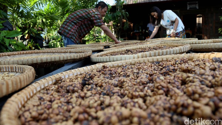 Kopi Liberika hingga Tengkawang di Lahan Gambut Kopi Liberika hingga Tengkawang di Lahan Gambut