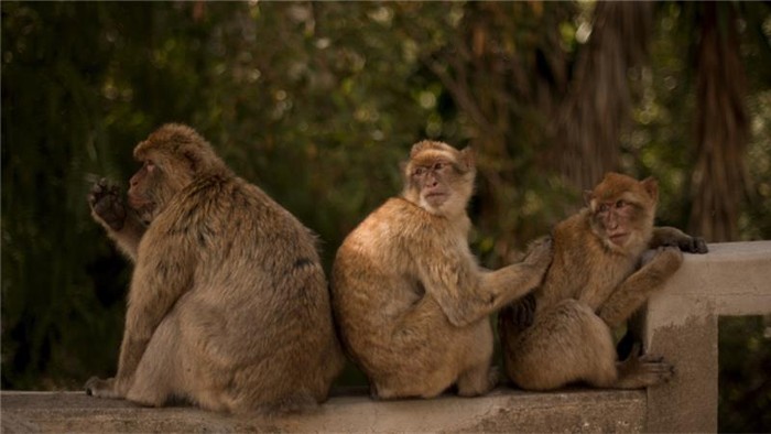 Monyet India