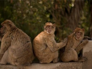 Takut Terinfeksi Demam Kuning, Petani Brazil Buru Monyet Hutan