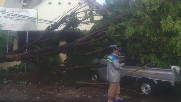 Pohon Tumbang di Jalan Sikatan Timpa Pikap