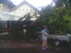 Pohon Tumbang di Jalan Sikatan Timpa Pikap