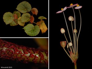 Mengenal Tanaman Begonia dan Spesies Baru yang Ditemukan di Maluku