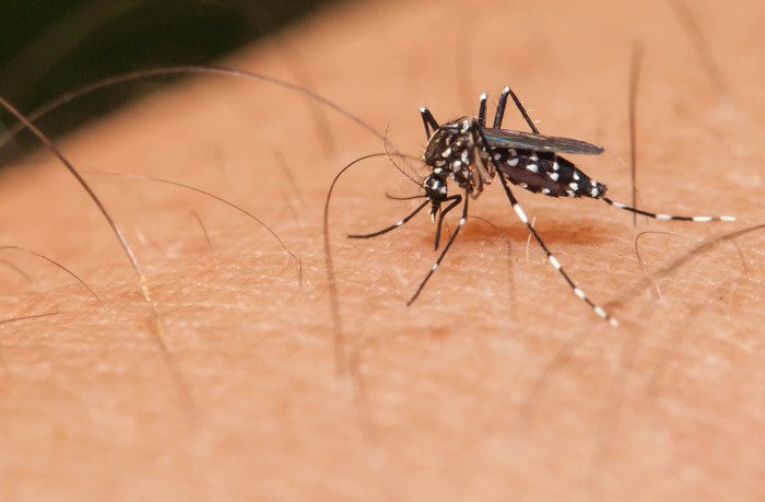 Mosquito sucking blood on a human hand