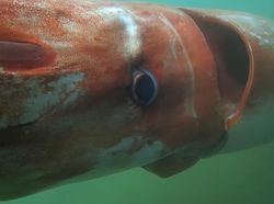 8 Misteri dari Lautan yang Bikin Ilmuwan Penasaran